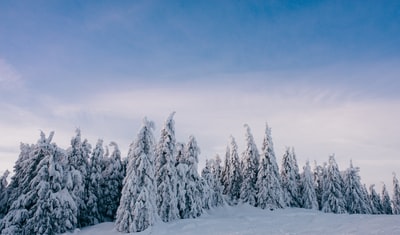 冰雪覆盖的森林在白天
